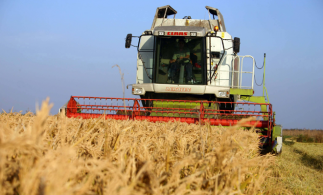 Analiștii mizează pe revenirea producției de grâu a României în acest an, ca urmare a ploilor din ultima perioadă