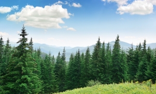 Romsilva oferă gratuit 600.000 de puieți forestieri voluntarilor implicați în acțiuni de împăduriri
