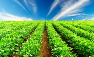Ministrul Agriculturii a semnat autorizațiile pentru utilizarea în situații de urgență a produselor de protecție a plantelor
