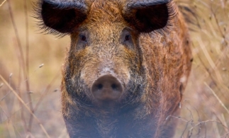 Sprijin financiar pentru crescătorii de porci de reproducție din rasele Bazna și/sau Mangalița