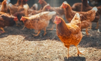 APIA primește deconturi/documente justificative aferente trimestrului III 2025 pentru Intervenția DR 06 – „Bunăstarea animalelor” pachetul a) și pachetul b)