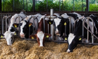 APIA primește Cererile de plată pentru acordarea ajutorului de stat în sectorul creșterii animalelor