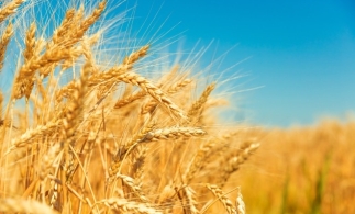 România, lider european la exportul de cereale și recorduri financiare în comerțul cu animale vii