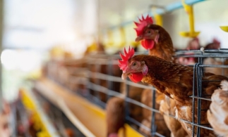 MADR: Se prelungește termenul de finalizare a investițiilor pentru programele de susținere a sectoarelor suin și avicol