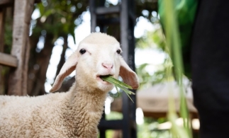 Florin Barbu: Ministerul Agriculturii pregătește, începând cu anul 2028, politici de încurajare a integrării producției vegetale cu zootehnia