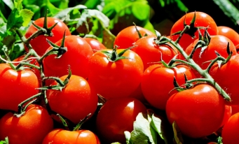 Sprijin financiar pentru producătorii de tomate