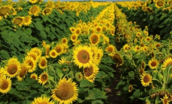 România, pe primul loc în UE la suprafața cultivată și la producția de porumb boabe și floarea soarelui, în 2018
