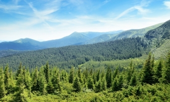 Suprafața pădurilor a crescut, anul trecut, cu 9.127 ha