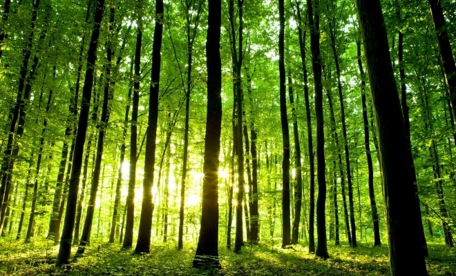 Fordaq: Starea pădurilor din România este bună; recoltăm mai puţină masă lemnoasă decât creşterea pădurii