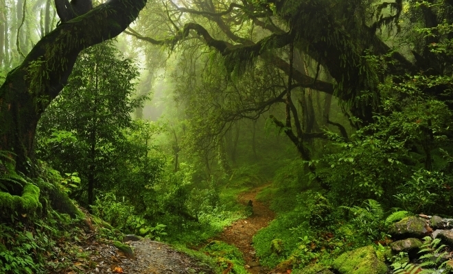 Ioan Deneş: România are una dintre cele mai mari suprafeţe de păduri virgine din Europa