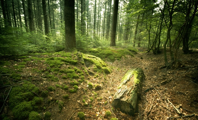 Inventarul Forestier Național: Suprafața totală de pădure – 7.037.607 ha, din care terenuri acoperite cu arbori, 6.929.047 ha