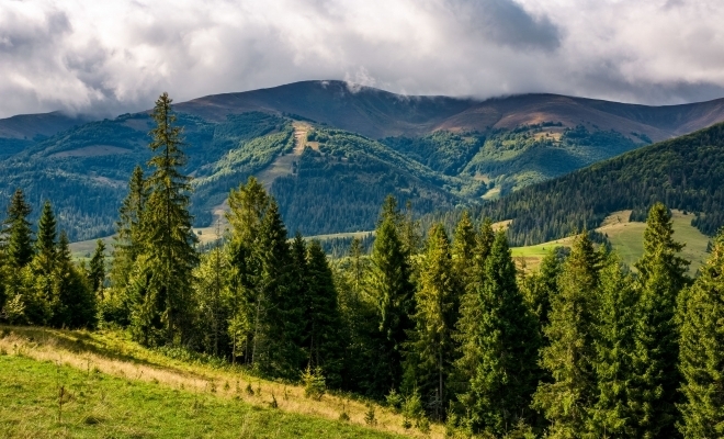 Fondul forestier național a crescut cu 0,3% în 2018