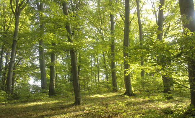 Klaus Iohannis: România se angajează să îmbunătățească sistemul de protecție a pădurilor și să planteze păduri în zone noi