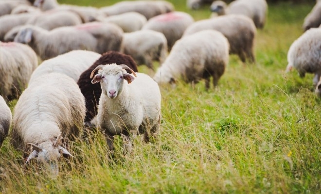 Spania și România au cele mai mari efective de ovine din Uniunea Europeană