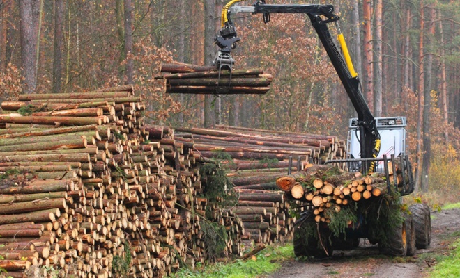 A fost adoptat Regulamentul de valorificare a lemnului din pădurile statului