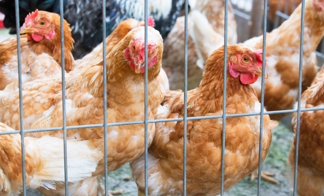 Piața de păsări din Paris va fi închisă definitiv la sfârșitul lunii decembrie