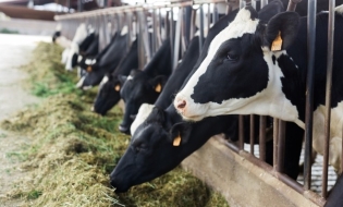 Danemarca intenționează să introducă prima taxă din lume pe emisiile poluante ale animalelor de fermă