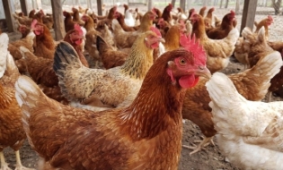 APIA eliberează adeverințe pentru beneficiarii intervenției DR 06 – Bunăstarea animalelor