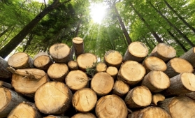 Volumul de masă lemnoasă recoltat în 2024 a fost de 18,64 milioane mc, mai puțin ca în 2023