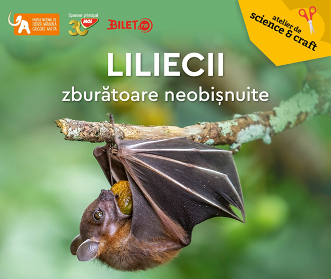 Muzeul Antipa | Atelier de science&craft – Liliecii, zburătoare neobișnuite