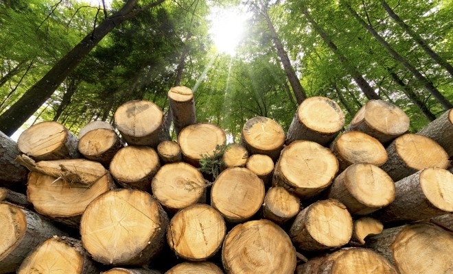 Volumul de masă lemnoasă recoltat în 2024 a fost de 18,64 milioane mc, mai puțin ca în 2023