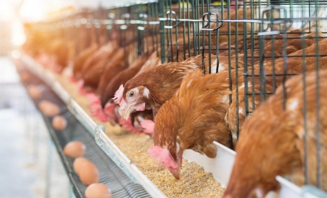 Efectivele de animale din UE au continuat să scadă în 2024