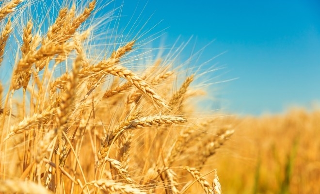 România, lider european la exportul de cereale și recorduri financiare în comerțul cu animale vii