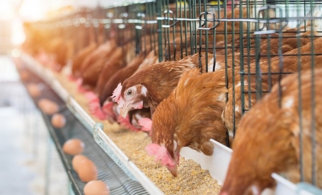 APIA primește, până la 2 februarie, deconturi justificative aferente trimestrului IV 2025 pentru Intervenția DR-06 – „Bunăstarea animalelor”