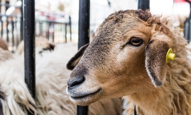 APIA: Sprijin financiar de peste 2,9 milioane lei pentru crescătorii de animale