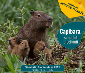 Muzeul Antipa | Atelier de science&craft – Capibara, simbolul afecțiunii