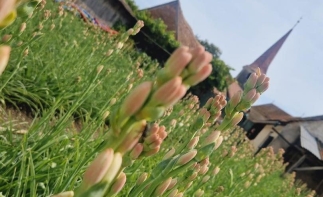 Gala Hoghilag - Tărâmul Tuberozelor, pe 9 și 10 august, în județul Sibiu