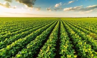 Comisia Europeană a autorizat utilizarea soiei modificate genetic în condiții de siguranță în produse alimentare