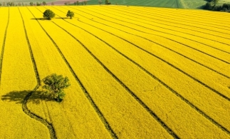 România are a cincea suprafață agricolă din UE, dar pierde valoare pe lanțul agroalimentar