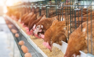 APIA: 15 decembrie, termen-limită pentru cererile inițiale de ajutor de stat în sectorul creșterii animalelor