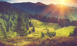 Raport FAO: Gestionarea durabilă a încetinit pierderile de păduri la nivel global, în ultimii cinci ani