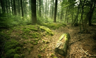INS: Fondul forestier ocupa 27,7% din suprafața țării, la finele anului 2021