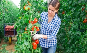 MADR: Programul de susținere a producției de legume cultivate în spații protejate (2025–2027) a fost simplificat