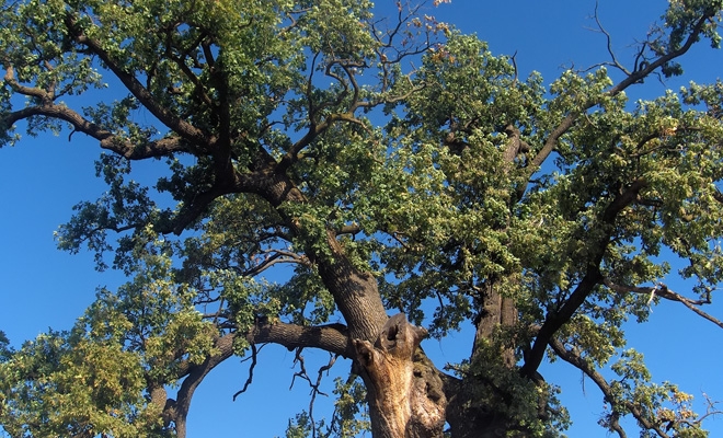 Stejar de 750 de ani din județul Suceava, în cursă pentru titlul de Arborele European al Anului 2018