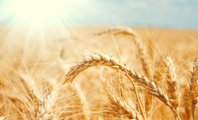 Comisia Europeană se așteaptă la o recoltă mai mică de grâu, dar la exporturi record în 2022/2023
