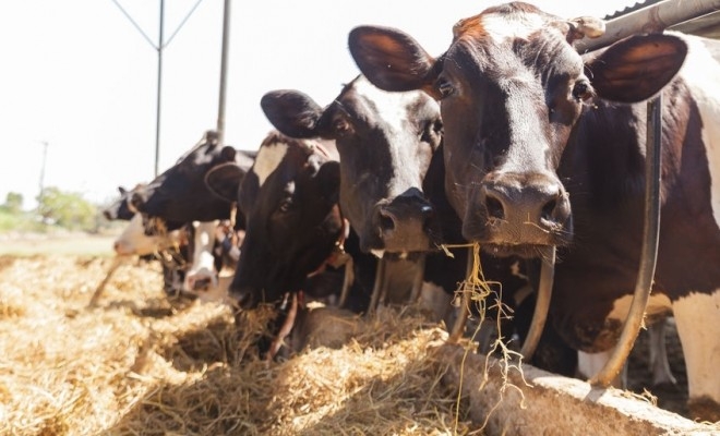 APIA: Fermierii pot depune până la 29 ianuarie deconturile și documentele justificative pentru măsura „Bunăstarea animalelor”