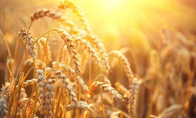 Analiză: România, pe podiumul european al importatorilor și exportatorilor de grâu în sezonul 2022-2023
