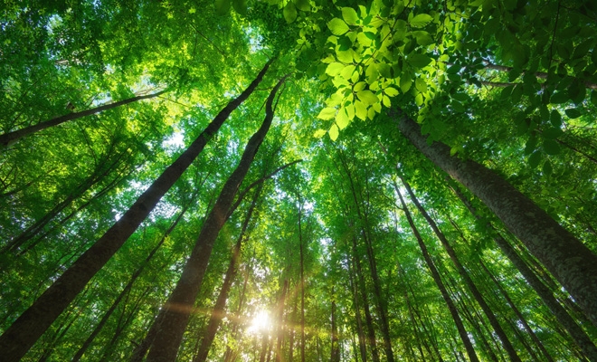 Proprietarii de terenuri forestiere cu suprafeţe mai mici de 30 ha vor avea asigurată paza pădurilor