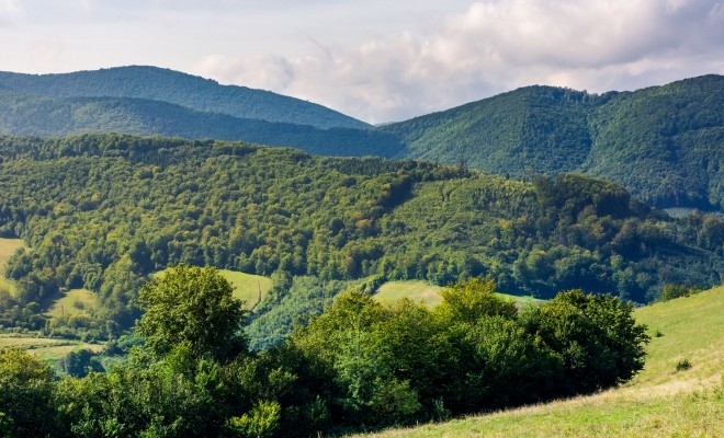 WWF România a lansat primul hub dedicat pădurilor virgine