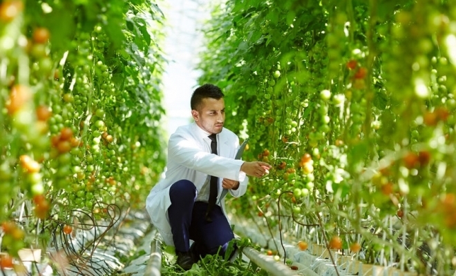 Dubai intenționează să pună la punct o revoluție agricolă în mijlocul deșertului