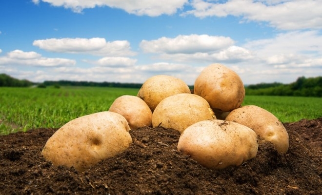 România, locul șase în UE la producția de cartofi și patru la suprafața cultivată, în 2020