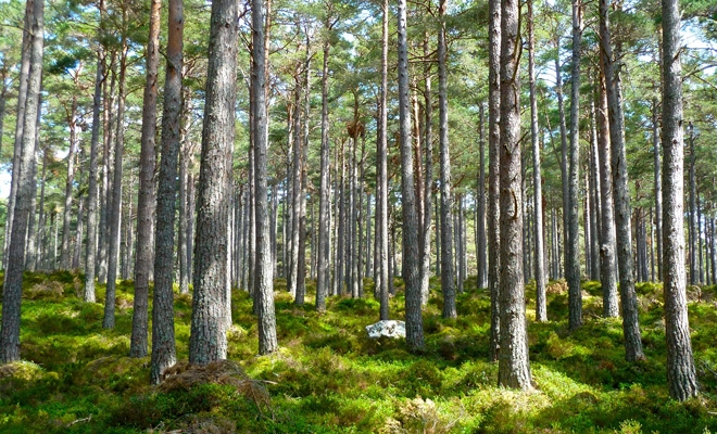 Eurostat: 38% din suprafaţa UE era acoperită cu păduri în 2020