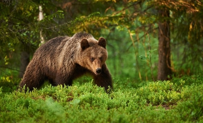 MMAP: Populația de urși din România va fi estimată prin probe ADN