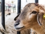 APIA: Sprijin financiar de peste 2,9 milioane lei pentru crescătorii de animale