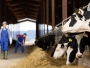 AFIR: Beneficiarii PNDR 2020 pot prezenta în cel mult 12 luni avizele mediu, sanitare și sanitar-veterinare